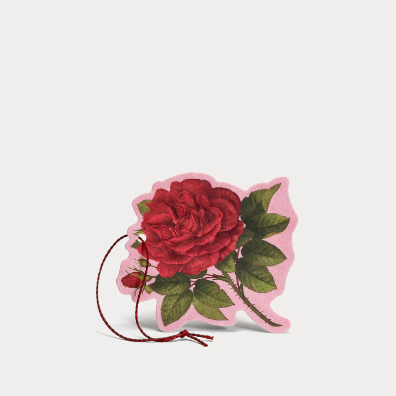 Rosa Purpurea - Fiore Profumato Multiuso